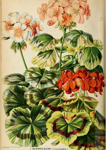 Reproducción/Reproduction 8969273282: Neerland's Plantentuin :. Groningen :J. Wolters,1865-1867.