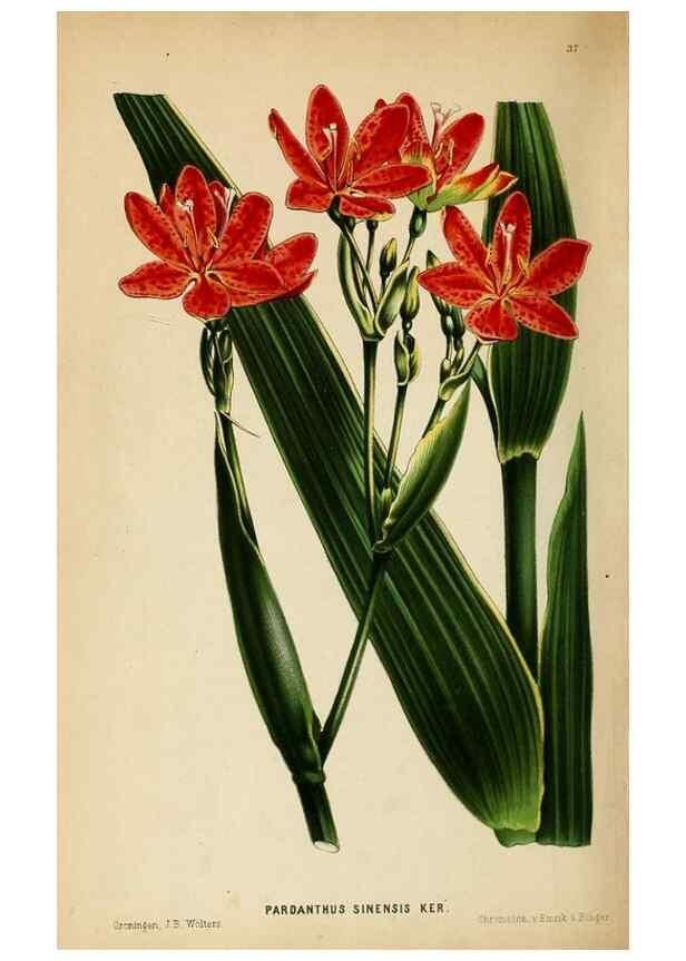 Reproducción/Reproduction 8968078233: Neerland's Plantentuin :. Groningen :J. Wolters,1865-1867.