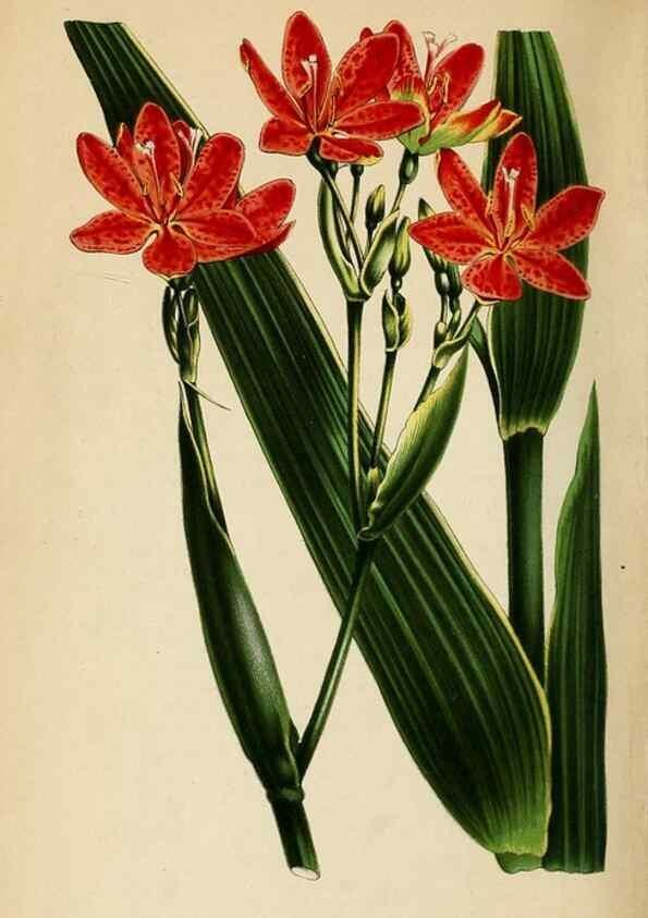 Reproducción/Reproduction 8968078233: Neerland's Plantentuin :. Groningen :J. Wolters,1865-1867.