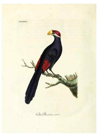 Reproducción/Reproduction 8968832442: A general history of birds /. Winchester [England] :Printed by Jacob and Johnson, for the author : sold in London by G. and W.B. Whittaker ... [and 3 others],1821-1828.