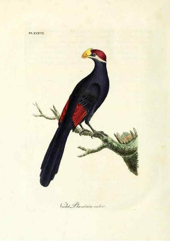 Reproducción/Reproduction 8968832442: A general history of birds /. Winchester [England] :Printed by Jacob and Johnson, for the author : sold in London by G. and W.B. Whittaker ... [and 3 others],1821-1828.