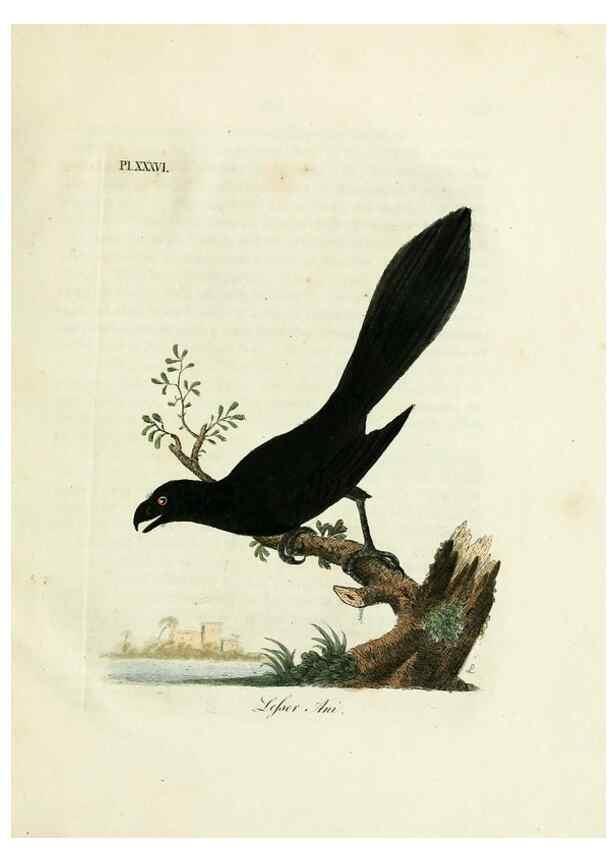 Reproducción/Reproduction 8967642963: A general history of birds /. Winchester [England] :Printed by Jacob and Johnson, for the author : sold in London by G. and W.B. Whittaker ... [and 3 others],1821-1828.