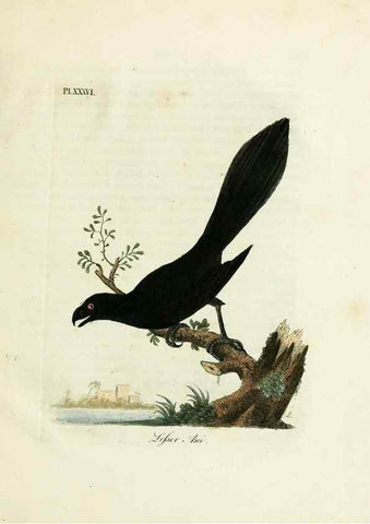 Reproducción/Reproduction 8967642963: A general history of birds /. Winchester [England] :Printed by Jacob and Johnson, for the author : sold in London by G. and W.B. Whittaker ... [and 3 others],1821-1828.