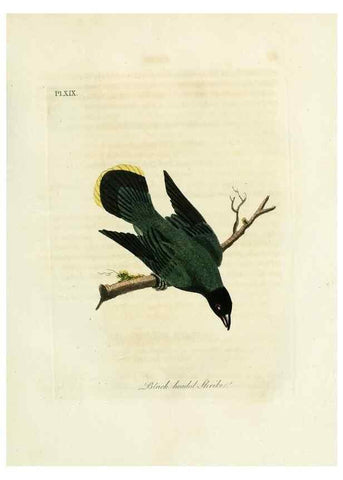 Reproducción/Reproduction 8968809868: A general history of birds /. Winchester [England] :Printed by Jacob and Johnson, for the author : sold in London by G. and W.B. Whittaker ... [and 3 others],1821-1828.