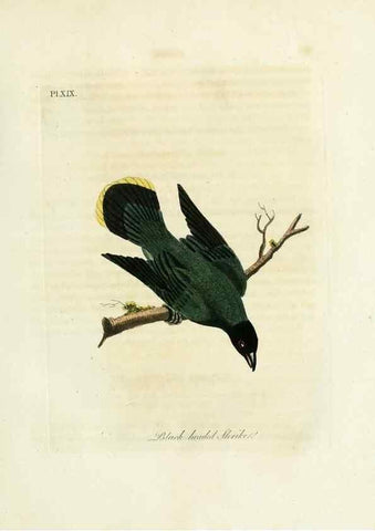 Reproducción/Reproduction 8968809868: A general history of birds /. Winchester [England] :Printed by Jacob and Johnson, for the author : sold in London by G. and W.B. Whittaker ... [and 3 others],1821-1828.