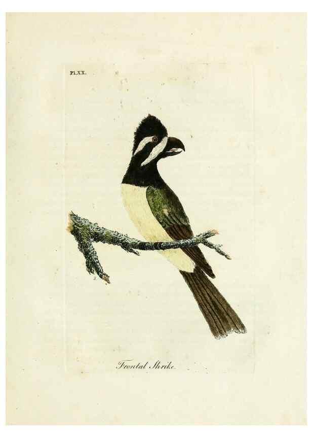 Reproducción/Reproduction 8967623093: A general history of birds /. Winchester [England] :Printed by Jacob and Johnson, for the author : sold in London by G. and W.B. Whittaker ... [and 3 others],1821-1828.