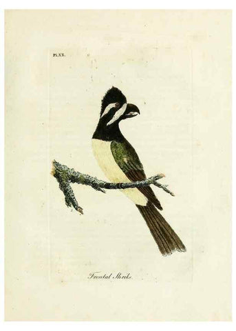 Reproducción/Reproduction 8967623093: A general history of birds /. Winchester [England] :Printed by Jacob and Johnson, for the author : sold in London by G. and W.B. Whittaker ... [and 3 others],1821-1828.