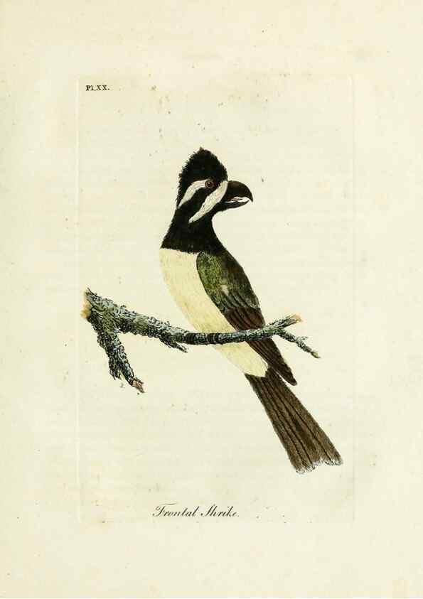 Reproducción/Reproduction 8967623093: A general history of birds /. Winchester [England] :Printed by Jacob and Johnson, for the author : sold in London by G. and W.B. Whittaker ... [and 3 others],1821-1828.