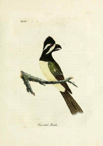 Reproducción/Reproduction 8967623093: A general history of birds /. Winchester [England] :Printed by Jacob and Johnson, for the author : sold in London by G. and W.B. Whittaker ... [and 3 others],1821-1828.