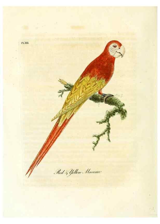 Reproducción/Reproduction 8968812884: A general history of birds /. Winchester [England] :Printed by Jacob and Johnson, for the author : sold in London by G. and W.B. Whittaker ... [and 3 others],1821-1828.