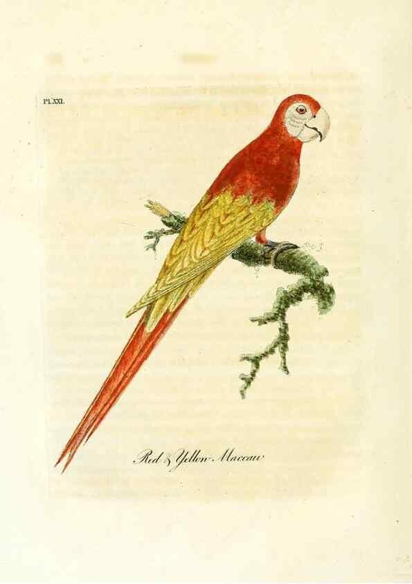 Reproducción/Reproduction 8968812884: A general history of birds /. Winchester [England] :Printed by Jacob and Johnson, for the author : sold in London by G. and W.B. Whittaker ... [and 3 others],1821-1828.