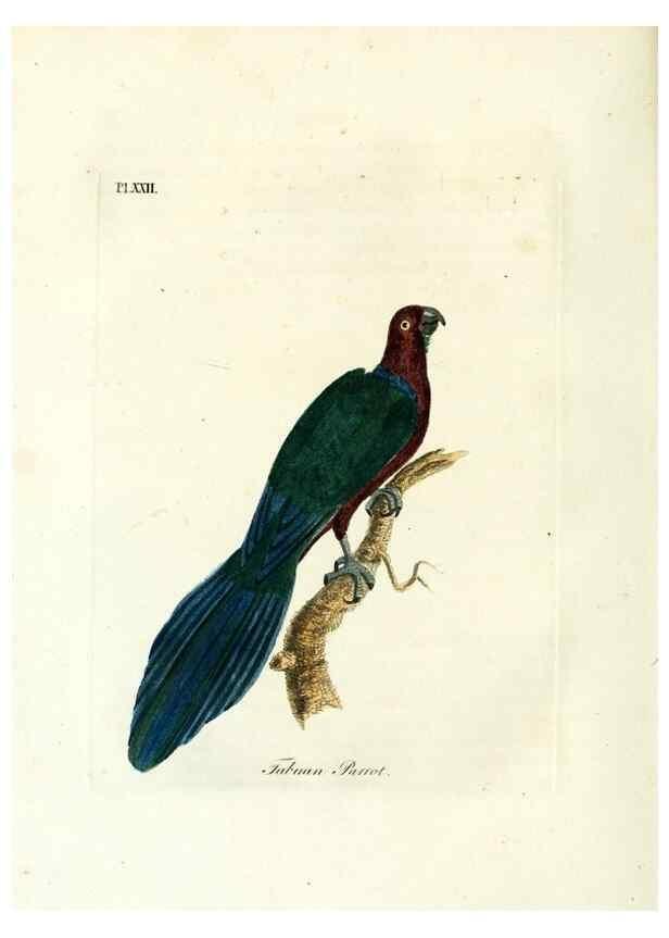 Reproducción/Reproduction 8968813830: A general history of birds /. Winchester [England] :Printed by Jacob and Johnson, for the author : sold in London by G. and W.B. Whittaker ... [and 3 others],1821-1828.