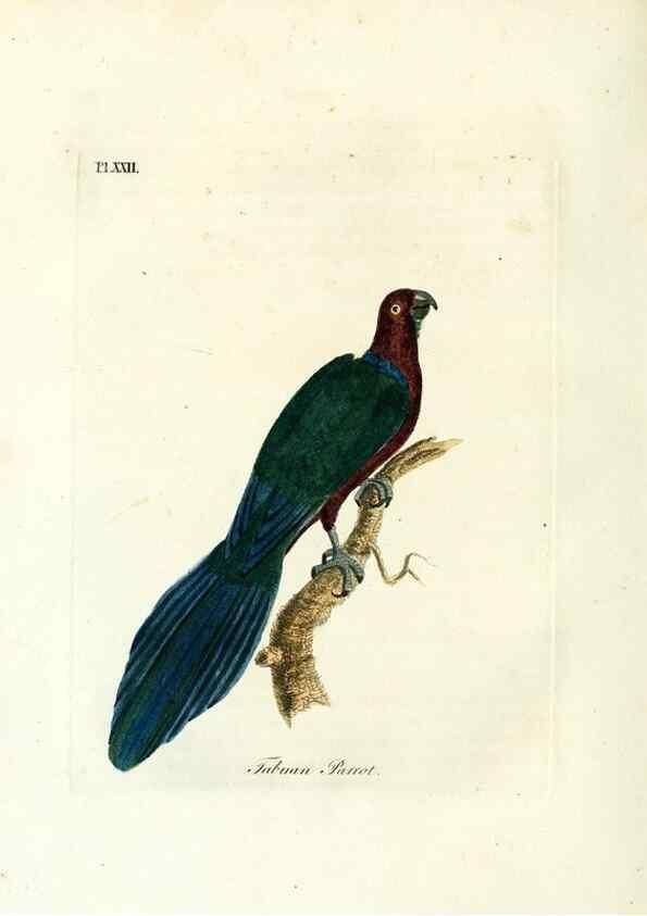 Reproducción/Reproduction 8968813830: A general history of birds /. Winchester [England] :Printed by Jacob and Johnson, for the author : sold in London by G. and W.B. Whittaker ... [and 3 others],1821-1828.