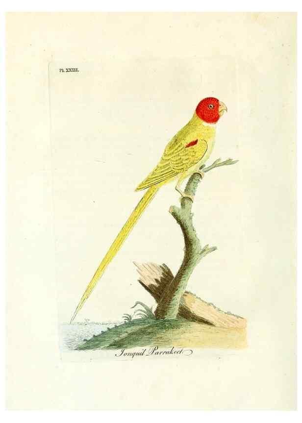Reproducción/Reproduction 8967626553: A general history of birds /. Winchester [England] :Printed by Jacob and Johnson, for the author : sold in London by G. and W.B. Whittaker ... [and 3 others],1821-1828.