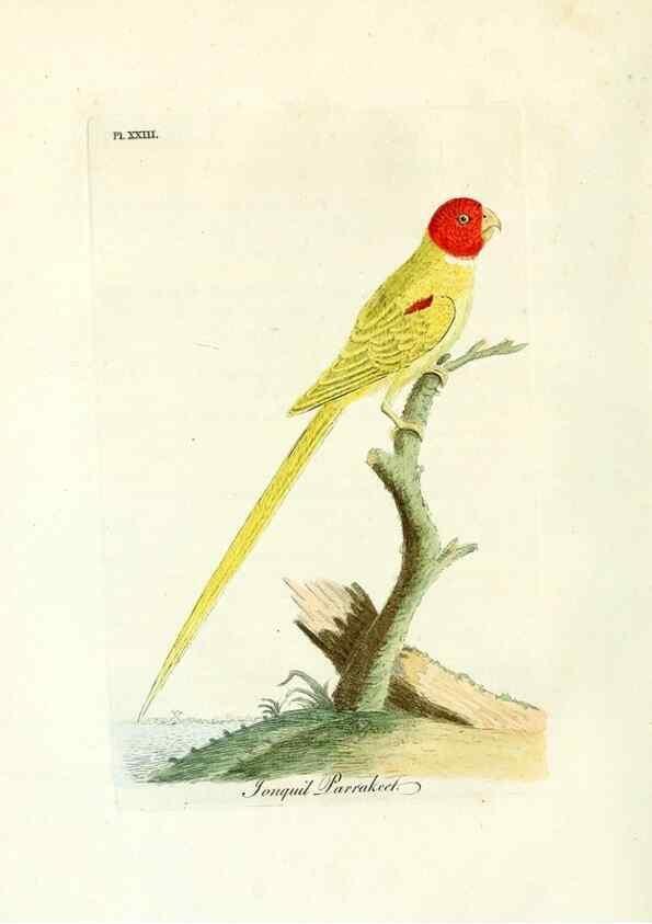 Reproducción/Reproduction 8967626553: A general history of birds /. Winchester [England] :Printed by Jacob and Johnson, for the author : sold in London by G. and W.B. Whittaker ... [and 3 others],1821-1828.