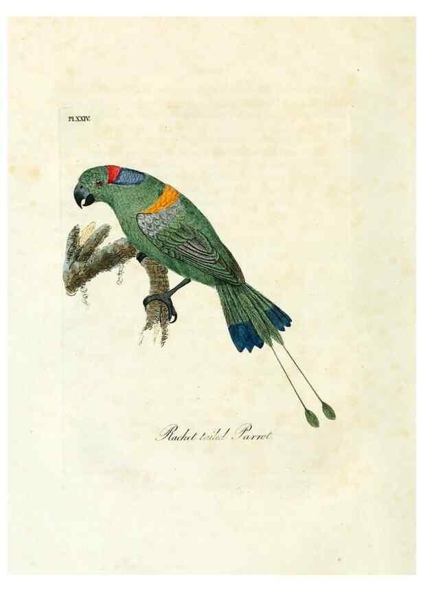 Reproducción/Reproduction 8968816126: A general history of birds /. Winchester [England] :Printed by Jacob and Johnson, for the author : sold in London by G. and W.B. Whittaker ... [and 3 others],1821-1828.