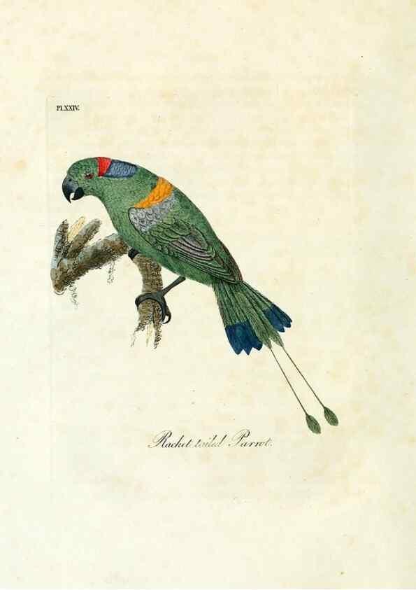 Reproducción/Reproduction 8968816126: A general history of birds /. Winchester [England] :Printed by Jacob and Johnson, for the author : sold in London by G. and W.B. Whittaker ... [and 3 others],1821-1828.
