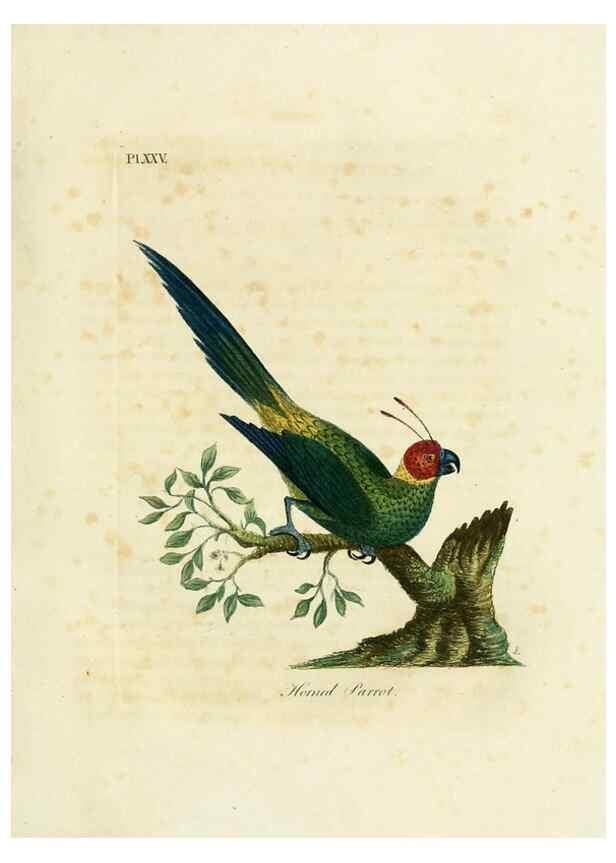Reproducción/Reproduction 8968817552: A general history of birds /. Winchester [England] :Printed by Jacob and Johnson, for the author : sold in London by G. and W.B. Whittaker ... [and 3 others],1821-1828.