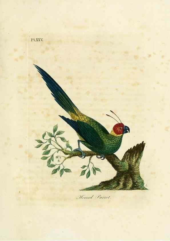 Reproducción/Reproduction 8968817552: A general history of birds /. Winchester [England] :Printed by Jacob and Johnson, for the author : sold in London by G. and W.B. Whittaker ... [and 3 others],1821-1828.