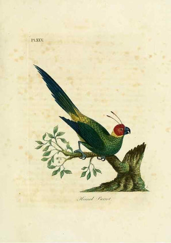 Reproducción/Reproduction 8968817552: A general history of birds /. Winchester [England] :Printed by Jacob and Johnson, for the author : sold in London by G. and W.B. Whittaker ... [and 3 others],1821-1828.
