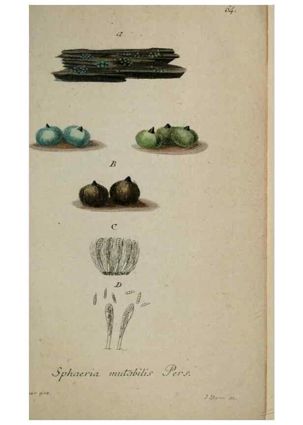 Reproducción/Reproduction 8959423542: Deutschlands Flora in Abbildungen nach der Natur :. Nürnberg,1817-