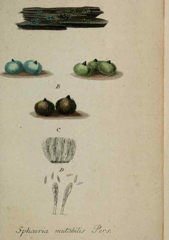 Reproducción/Reproduction 8959423542: Deutschlands Flora in Abbildungen nach der Natur :. Nürnberg,1817-