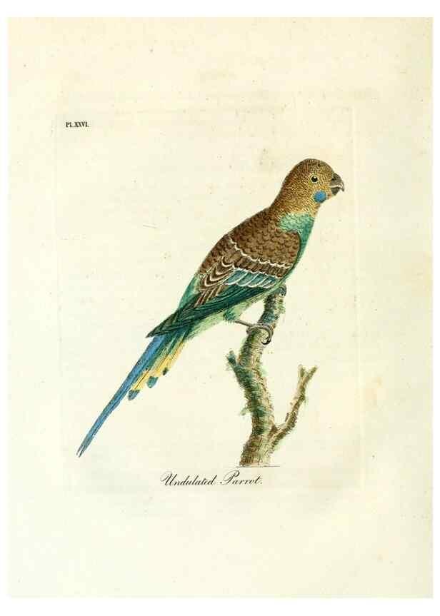 Reproducción/Reproduction 8968818930: A general history of birds /. Winchester [England] :Printed by Jacob and Johnson, for the author : sold in London by G. and W.B. Whittaker ... [and 3 others],1821-1828.