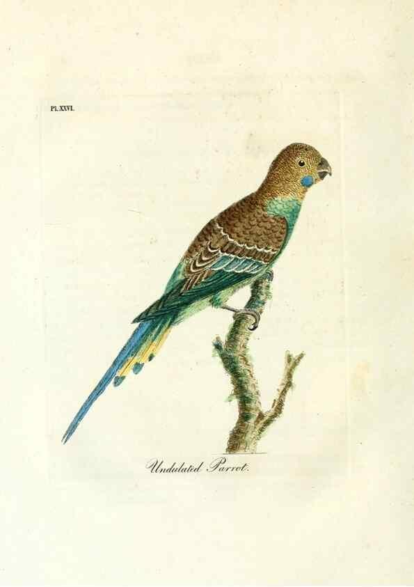 Reproducción/Reproduction 8968818930: A general history of birds /. Winchester [England] :Printed by Jacob and Johnson, for the author : sold in London by G. and W.B. Whittaker ... [and 3 others],1821-1828.