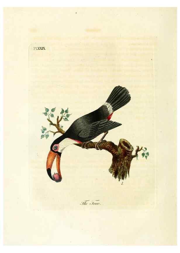 Reproducción/Reproduction 8968823112: A general history of birds /. Winchester [England] :Printed by Jacob and Johnson, for the author : sold in London by G. and W.B. Whittaker ... [and 3 others],1821-1828.
