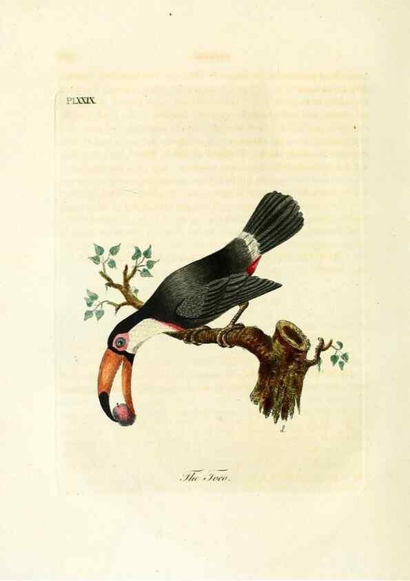 Reproducción/Reproduction 8968823112: A general history of birds /. Winchester [England] :Printed by Jacob and Johnson, for the author : sold in London by G. and W.B. Whittaker ... [and 3 others],1821-1828.