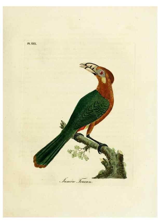 Reproducción/Reproduction 8968824382: A general history of birds /. Winchester [England] :Printed by Jacob and Johnson, for the author : sold in London by G. and W.B. Whittaker ... [and 3 others],1821-1828.