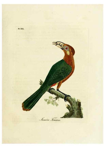Reproducción/Reproduction 8968824382: A general history of birds /. Winchester [England] :Printed by Jacob and Johnson, for the author : sold in London by G. and W.B. Whittaker ... [and 3 others],1821-1828.