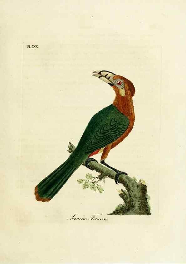 Reproducción/Reproduction 8968824382: A general history of birds /. Winchester [England] :Printed by Jacob and Johnson, for the author : sold in London by G. and W.B. Whittaker ... [and 3 others],1821-1828.