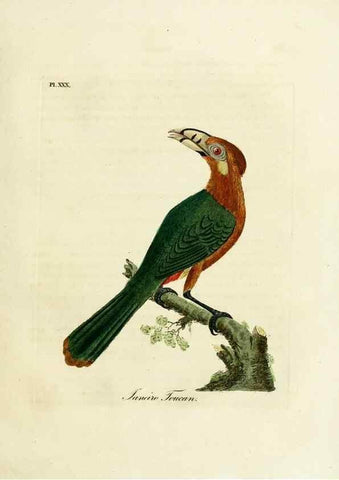 Reproducción/Reproduction 8968824382: A general history of birds /. Winchester [England] :Printed by Jacob and Johnson, for the author : sold in London by G. and W.B. Whittaker ... [and 3 others],1821-1828.