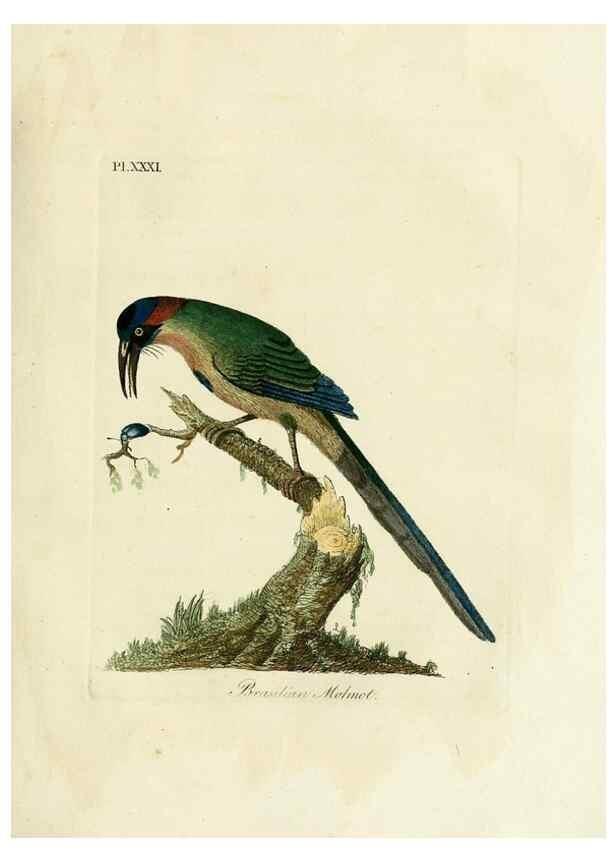 Reproducción/Reproduction 8968825346: A general history of birds /. Winchester [England] :Printed by Jacob and Johnson, for the author : sold in London by G. and W.B. Whittaker ... [and 3 others],1821-1828.