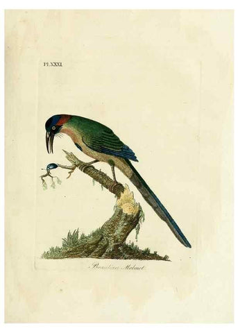 Reproducción/Reproduction 8968825346: A general history of birds /. Winchester [England] :Printed by Jacob and Johnson, for the author : sold in London by G. and W.B. Whittaker ... [and 3 others],1821-1828.