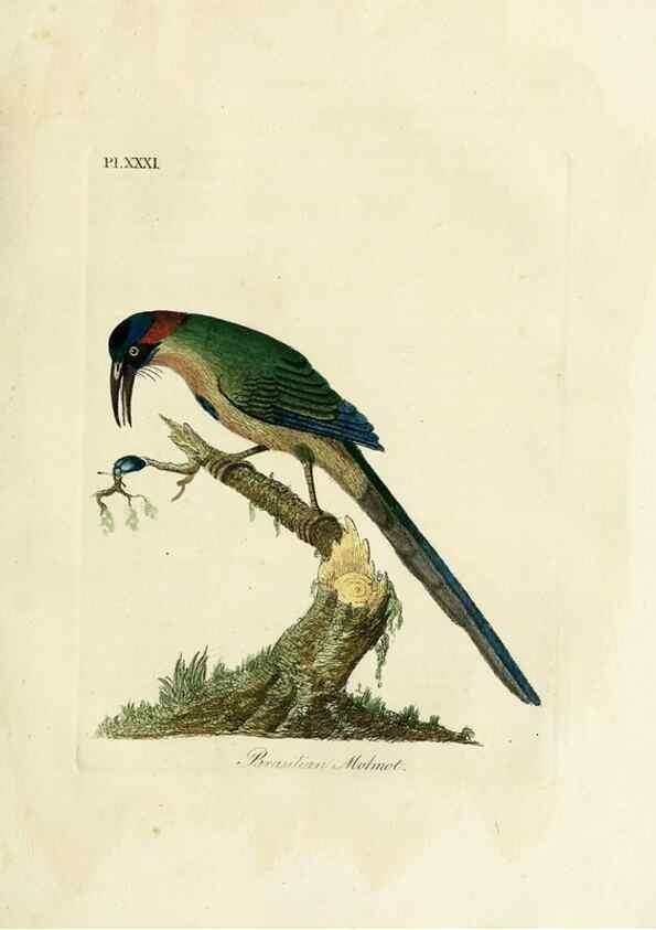 Reproducción/Reproduction 8968825346: A general history of birds /. Winchester [England] :Printed by Jacob and Johnson, for the author : sold in London by G. and W.B. Whittaker ... [and 3 others],1821-1828.