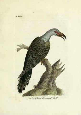 Reproducción/Reproduction 8968826606: A general history of birds /. Winchester [England] :Printed by Jacob and Johnson, for the author : sold in London by G. and W.B. Whittaker ... [and 3 others],1821-1828.