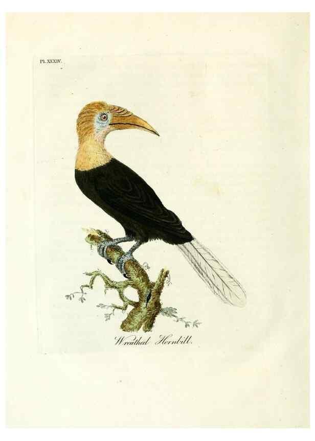 Reproducción/Reproduction 8967640855: A general history of birds /. Winchester [England] :Printed by Jacob and Johnson, for the author : sold in London by G. and W.B. Whittaker ... [and 3 others],1821-1828.