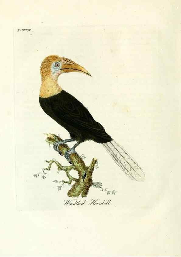 Reproducción/Reproduction 8967640855: A general history of birds /. Winchester [England] :Printed by Jacob and Johnson, for the author : sold in London by G. and W.B. Whittaker ... [and 3 others],1821-1828.