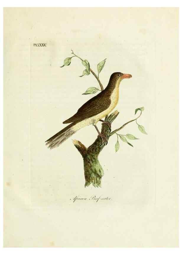 Reproducción/Reproduction 8968830230: A general history of birds /. Winchester [England] :Printed by Jacob and Johnson, for the author : sold in London by G. and W.B. Whittaker ... [and 3 others],1821-1828.