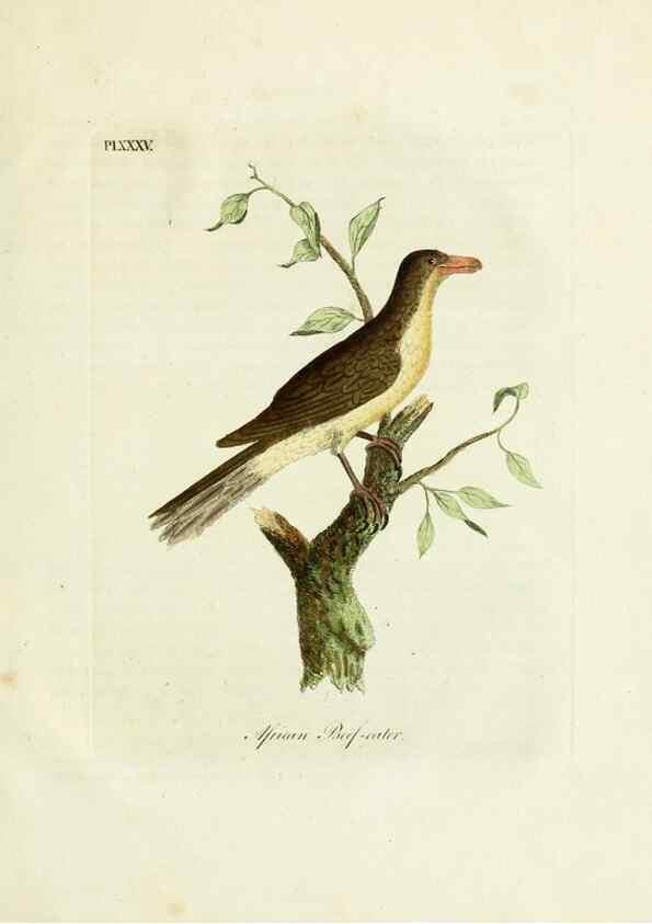 Reproducción/Reproduction 8968830230: A general history of birds /. Winchester [England] :Printed by Jacob and Johnson, for the author : sold in London by G. and W.B. Whittaker ... [and 3 others],1821-1828.