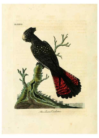 Reproducción/Reproduction 8967632085: A general history of birds /. Winchester [England] :Printed by Jacob and Johnson, for the author : sold in London by G. and W.B. Whittaker ... [and 3 others],1821-1828.