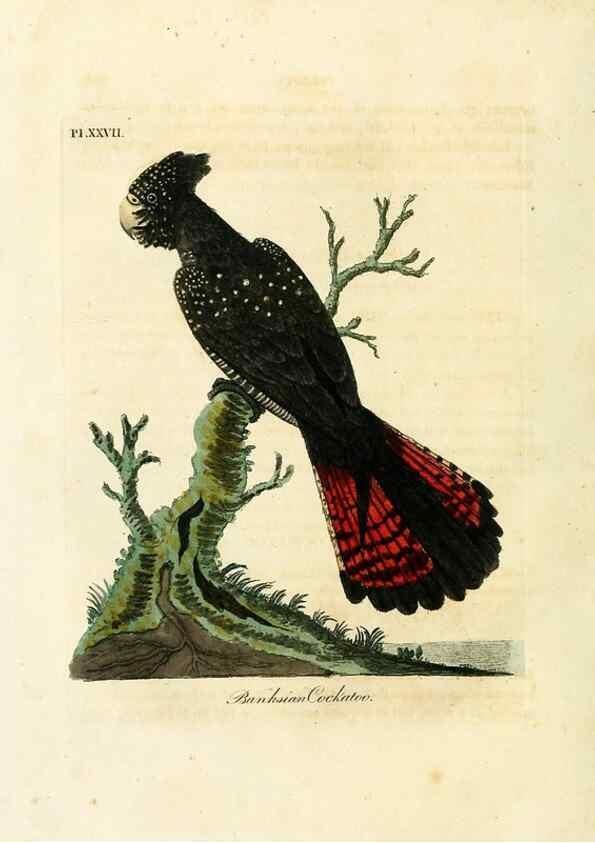 Reproducción/Reproduction 8967632085: A general history of birds /. Winchester [England] :Printed by Jacob and Johnson, for the author : sold in London by G. and W.B. Whittaker ... [and 3 others],1821-1828.