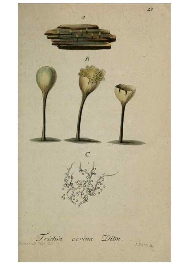 Reproducción/Reproduction 8959373378: Deutschlands Flora in Abbildungen nach der Natur :. Nürnberg,1817-