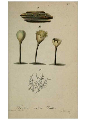 Reproducción/Reproduction 8959373378: Deutschlands Flora in Abbildungen nach der Natur :. Nürnberg,1817-
