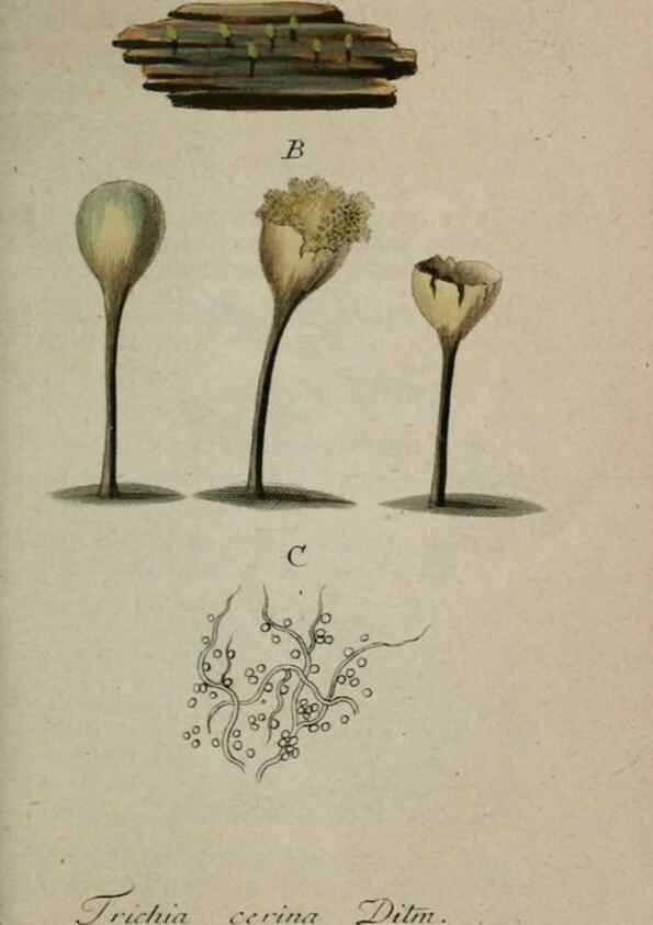 Reproducción/Reproduction 8959373378: Deutschlands Flora in Abbildungen nach der Natur :. Nürnberg,1817-
