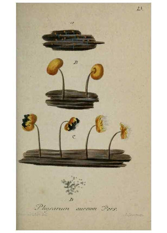 Reproducción/Reproduction 8958173297: Deutschlands Flora in Abbildungen nach der Natur :. Nürnberg,1817-