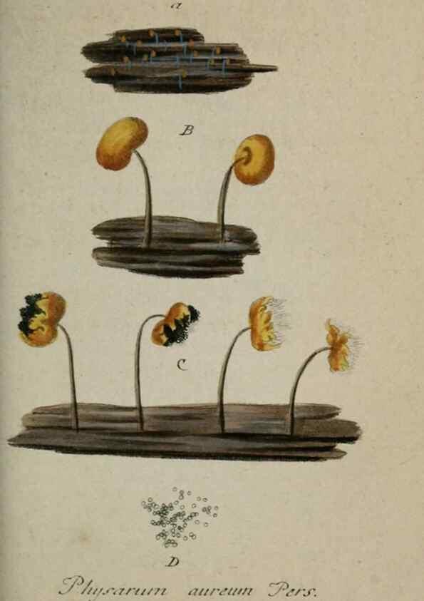 Reproducción/Reproduction 8958173297: Deutschlands Flora in Abbildungen nach der Natur :. Nürnberg,1817-