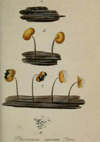 Reproducción/Reproduction 8958173297: Deutschlands Flora in Abbildungen nach der Natur :. Nürnberg,1817-